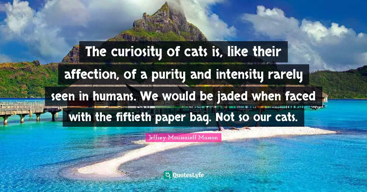 The curiosity of cats is, like their affection, of a purity and intensity rarely seen in humans. We would be jaded when faced with the fiftieth paper bag. Not so our cats.