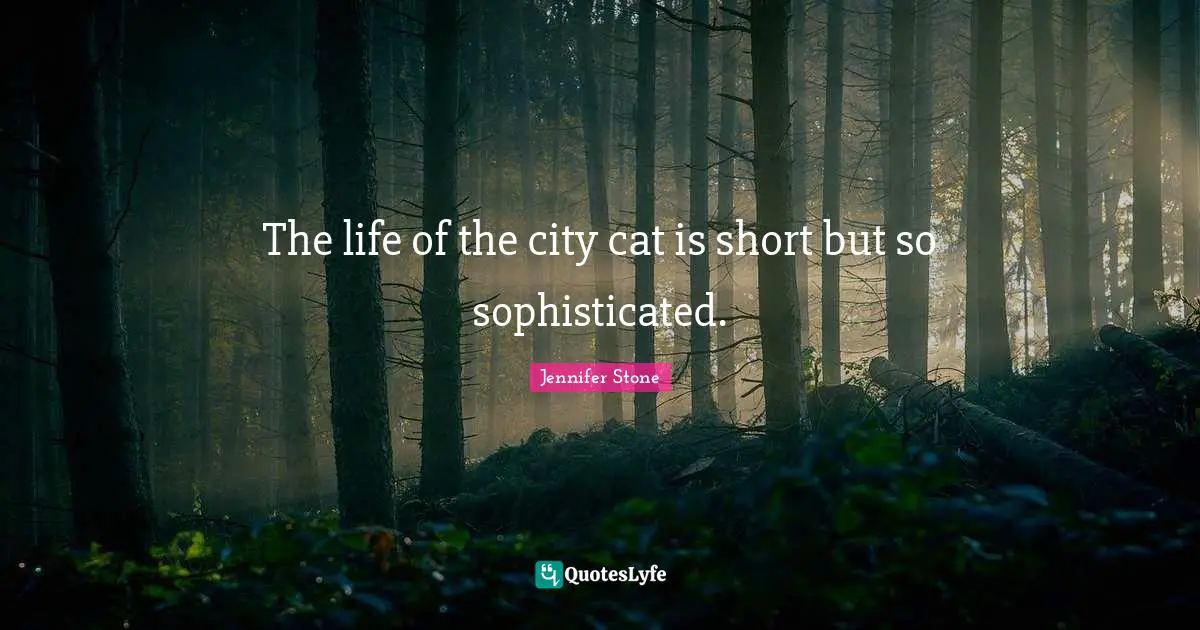 The life of the city cat is short but so sophisticated.