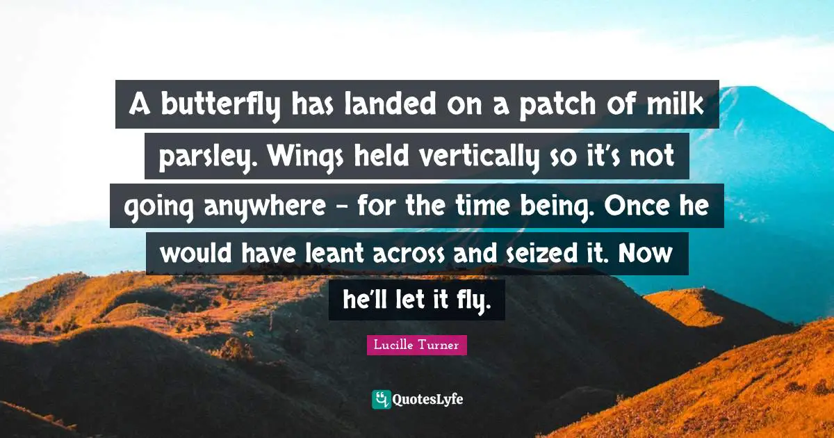 A butterfly has landed on a patch of milk parsley. Wings held vertically so it’s not going anywhere - for the time being. Once he would have leant across and seized it. Now he’ll let it fly.