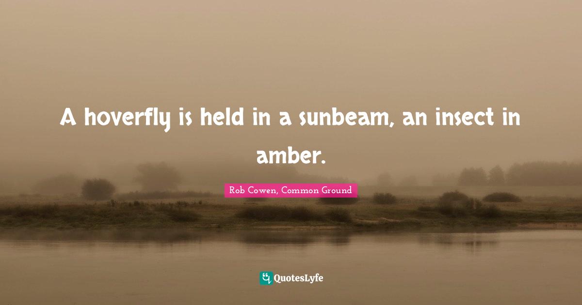 A hoverfly is held in a sunbeam, an insect in amber.