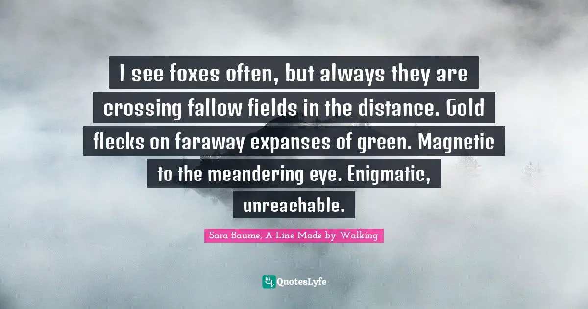 I see foxes often, but always they are crossing fallow fields in the distance. Gold flecks on faraway expanses of green. Magnetic to the meandering eye. Enigmatic, unreachable.