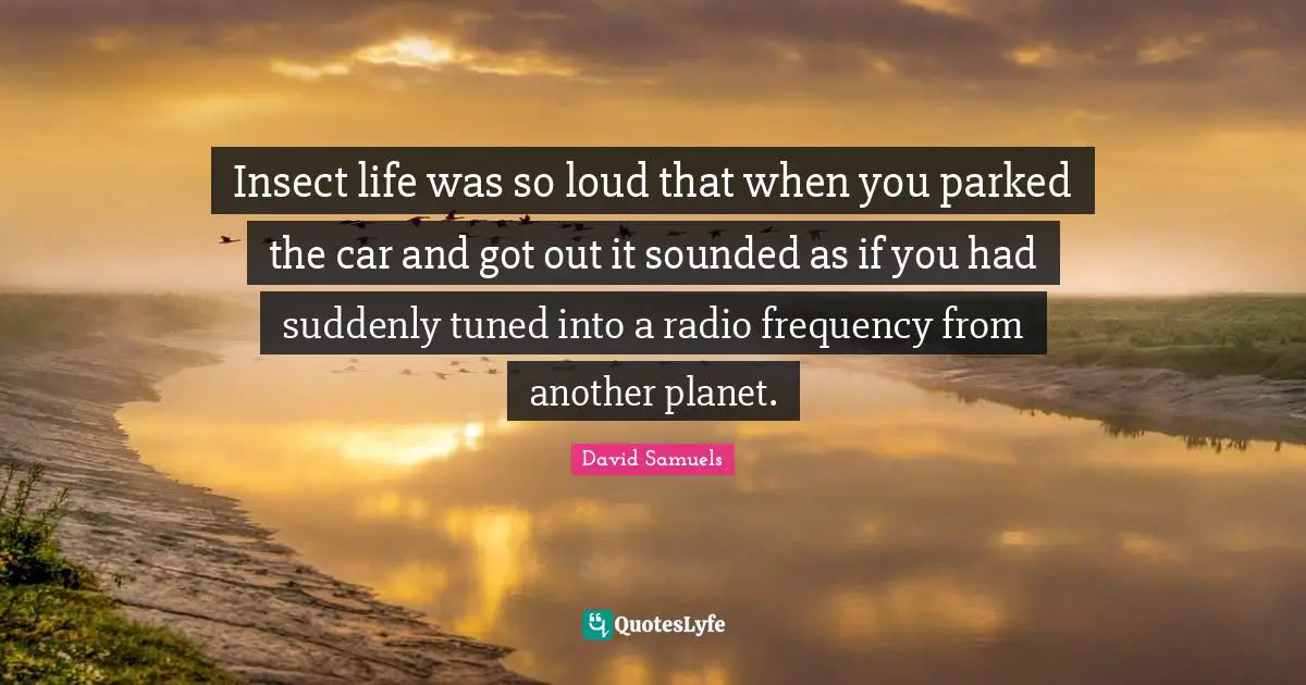 Insect life was so loud that when you parked the car and got out it sounded as if you had suddenly tuned into a radio frequency from another planet.