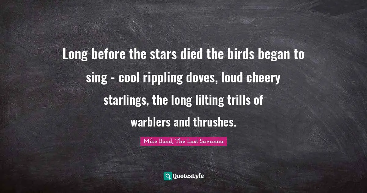 Long before the stars died the birds began to sing - cool rippling doves, loud cheery starlings, the long lilting trills of warblers and thrushes.