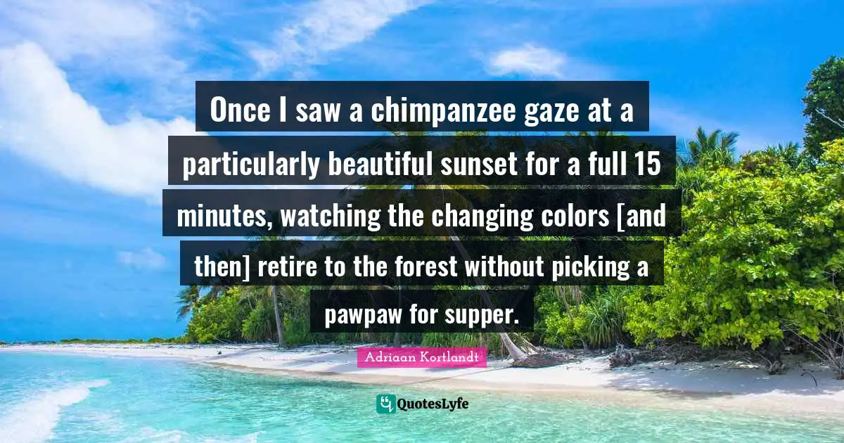 Once I saw a chimpanzee gaze at a particularly beautiful sunset for a full 15 minutes, watching the changing colors [and then] retire to the forest without picking a pawpaw for supper.