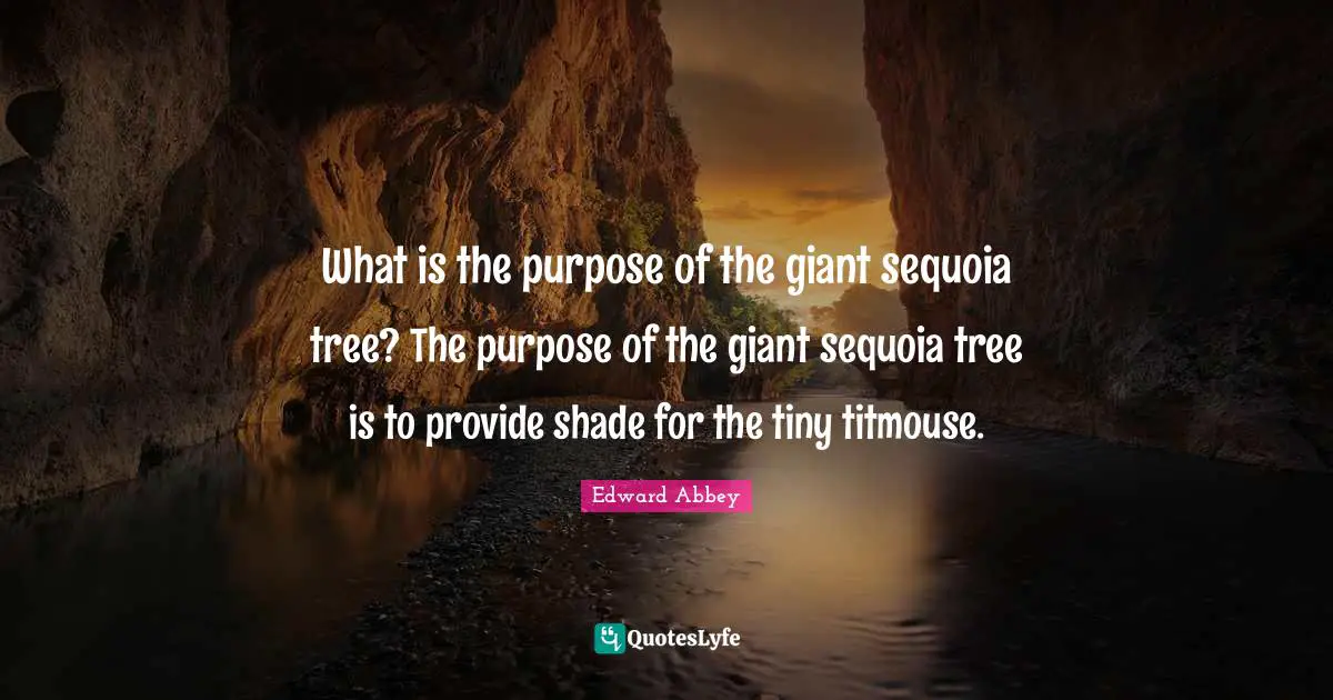 What is the purpose of the giant sequoia tree? The purpose of the giant sequoia tree is to provide shade for the tiny titmouse.