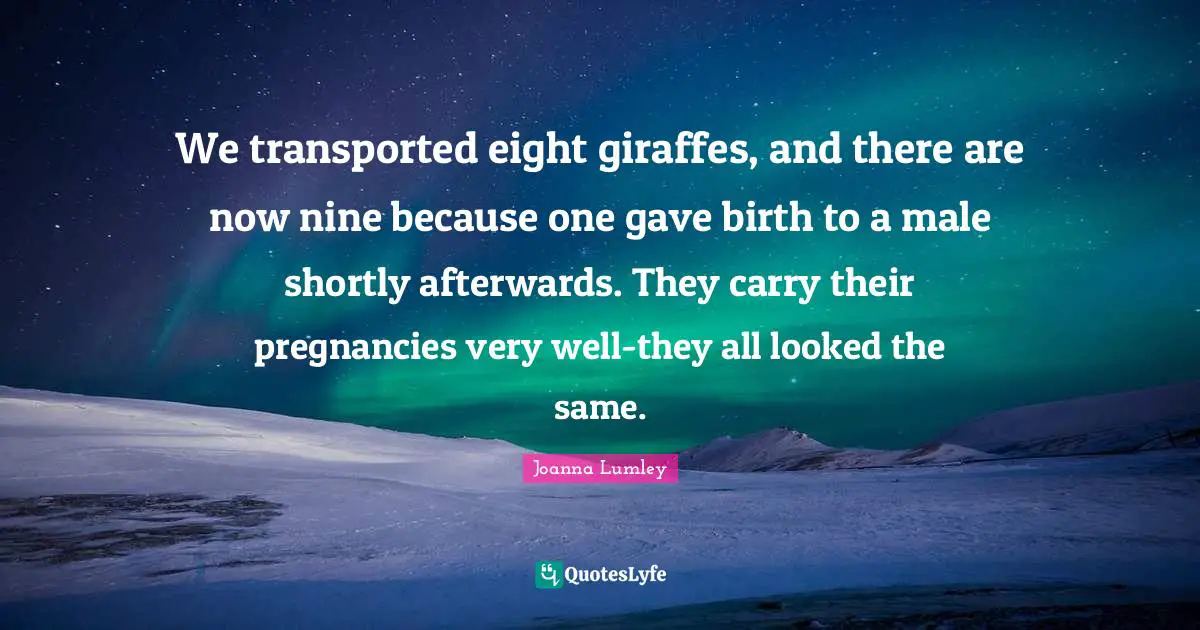 We transported eight giraffes, and there are now nine because one gave birth to a male shortly afterwards. They carry their pregnancies very well-they all looked the same.