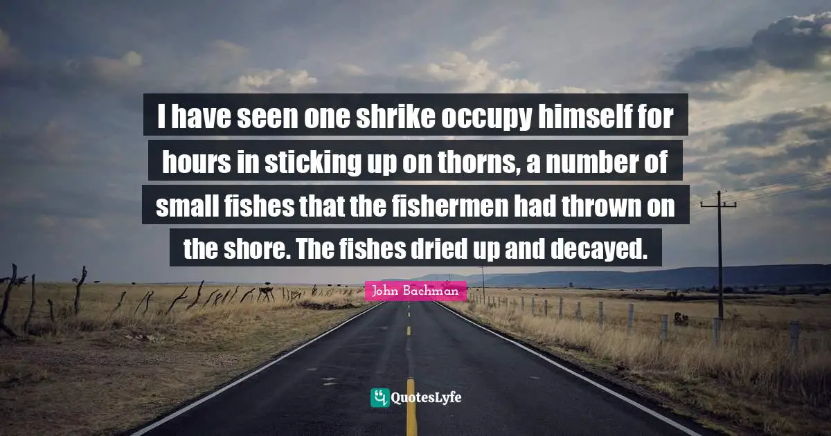 I have seen one shrike occupy himself for hours in sticking up on thorns, a number of small fishes that the fishermen had thrown on the shore. The fishes dried up and decayed.