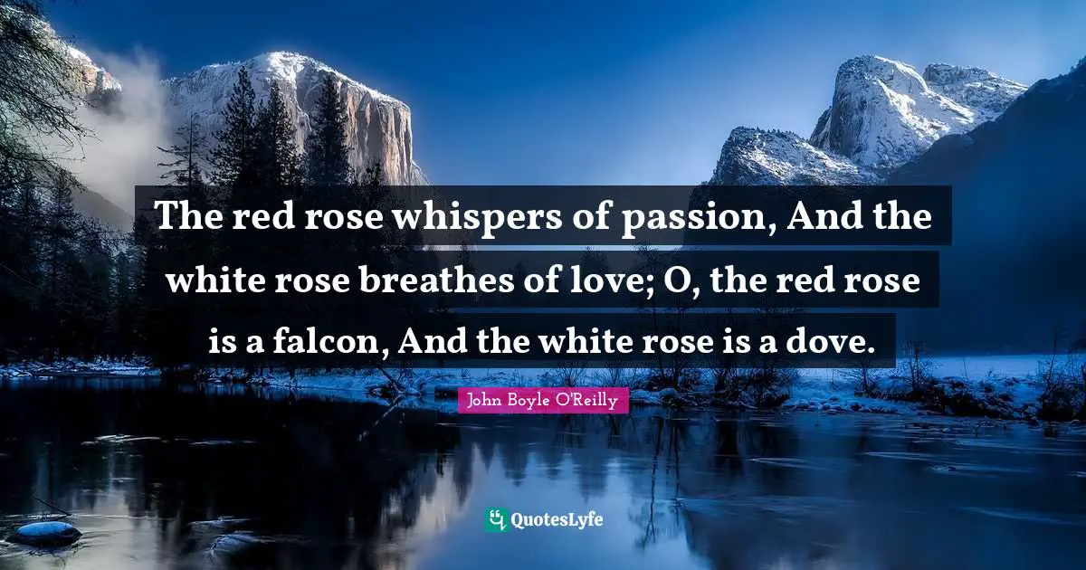 Rose Quotes: "The red rose whispers of passion, And the white rose breathes of love; O, the red rose is a falcon, And the white rose is a dove."