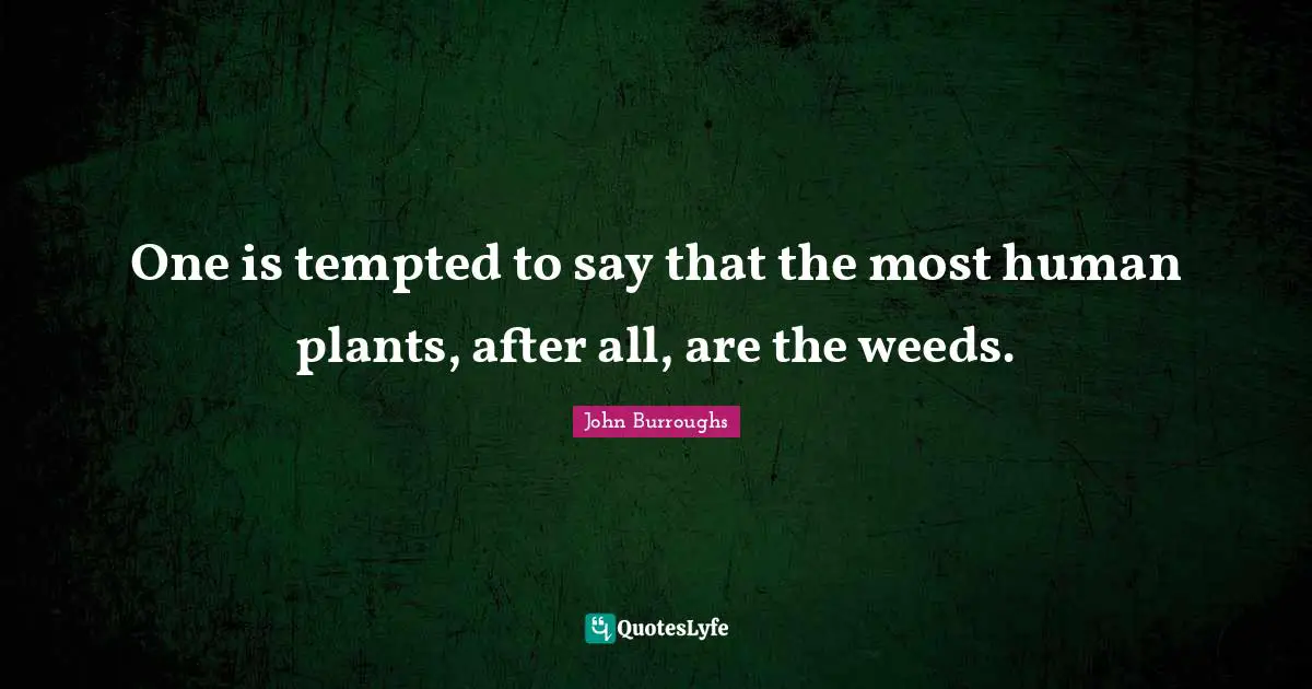 One is tempted to say that the most human plants, after all, are the weeds.