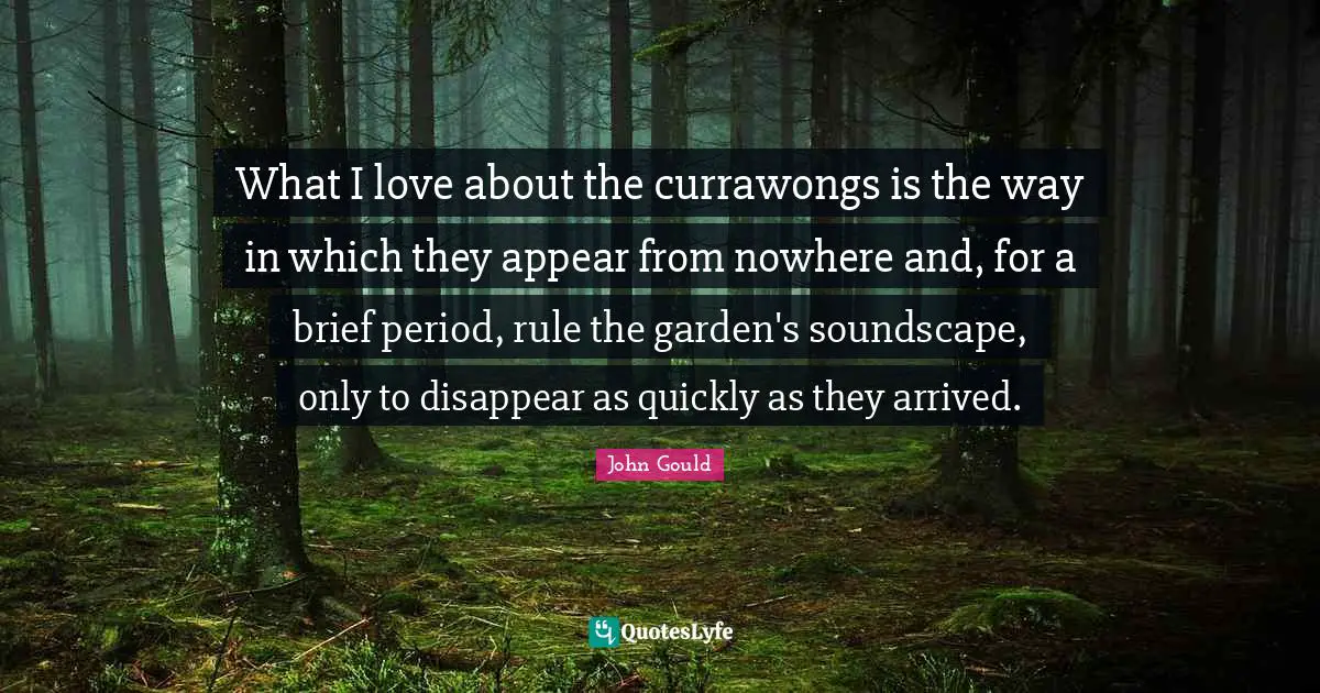 What I love about the currawongs is the way in which they appear from nowhere and, for a brief period, rule the garden's soundscape, only to disappear as quickly as they arrived.