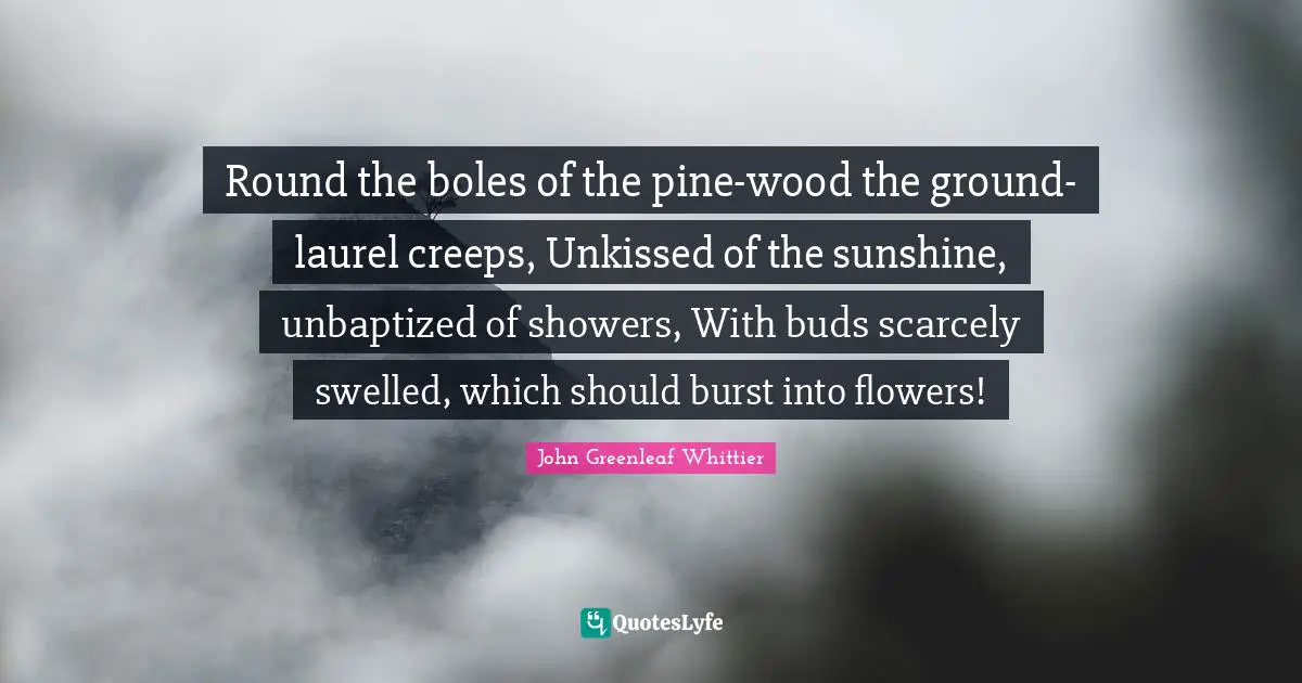 Round the boles of the pine-wood the ground-laurel creeps, Unkissed of the sunshine, unbaptized of showers, With buds scarcely swelled, which should burst into flowers!