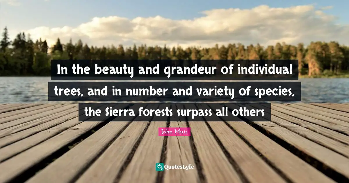 In the beauty and grandeur of individual trees, and in number and variety of species, the Sierra forests surpass all others