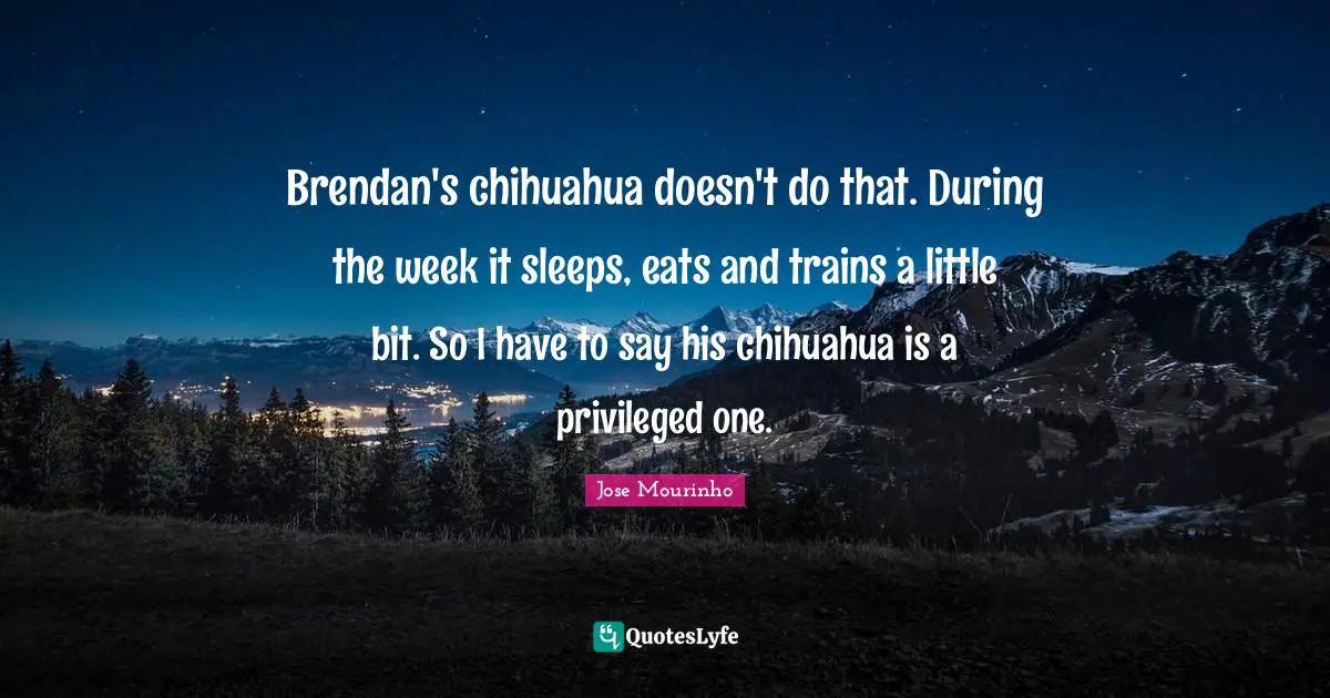 Brendan's chihuahua doesn't do that. During the week it sleeps, eats and trains a little bit. So I have to say his chihuahua is a privileged one.