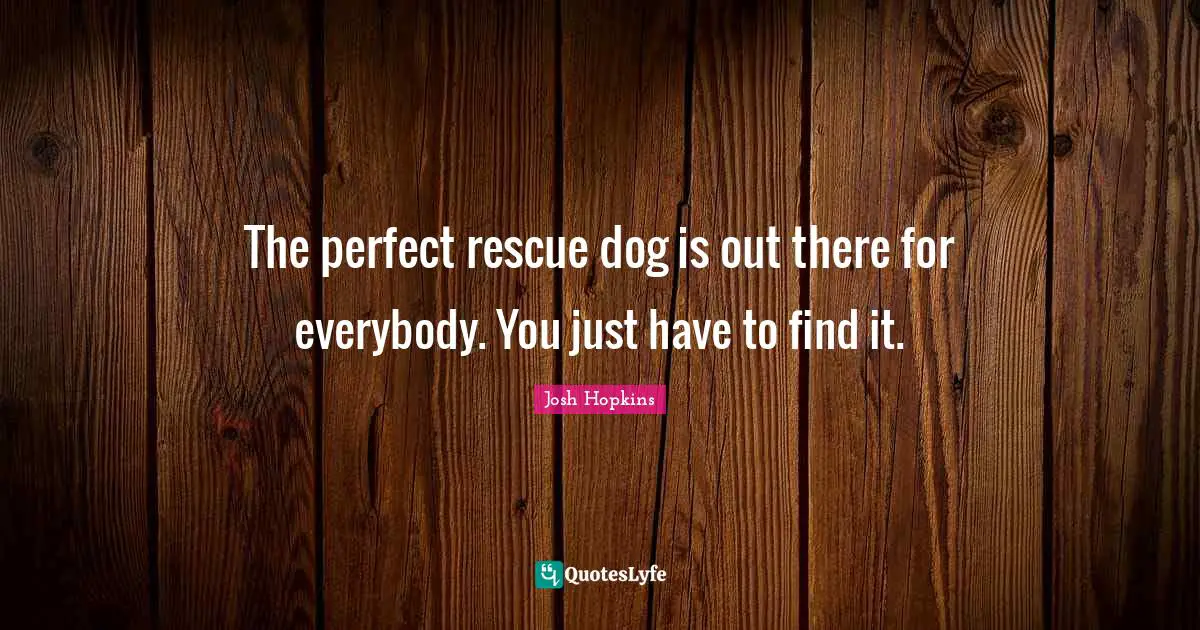 The perfect rescue dog is out there for everybody. You just have to find it.