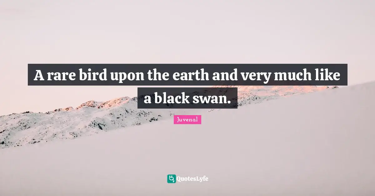 A rare bird upon the earth and very much like a black swan.