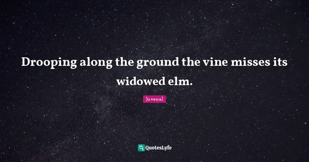 Drooping along the ground the vine misses its widowed elm.