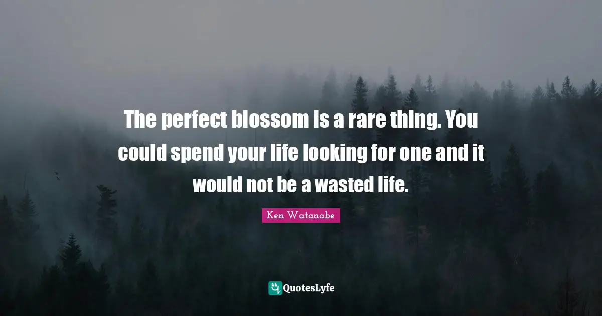 The perfect blossom is a rare thing. You could spend your life looking for one and it would not be a wasted life.