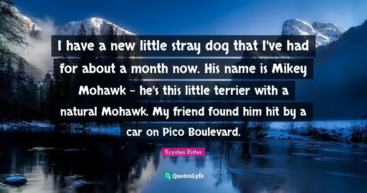 I have a new little stray dog that I've had for about a month now. His name is Mikey Mohawk - he's this little terrier with a natural Mohawk. My friend found him hit by a car on Pico Boulevard.