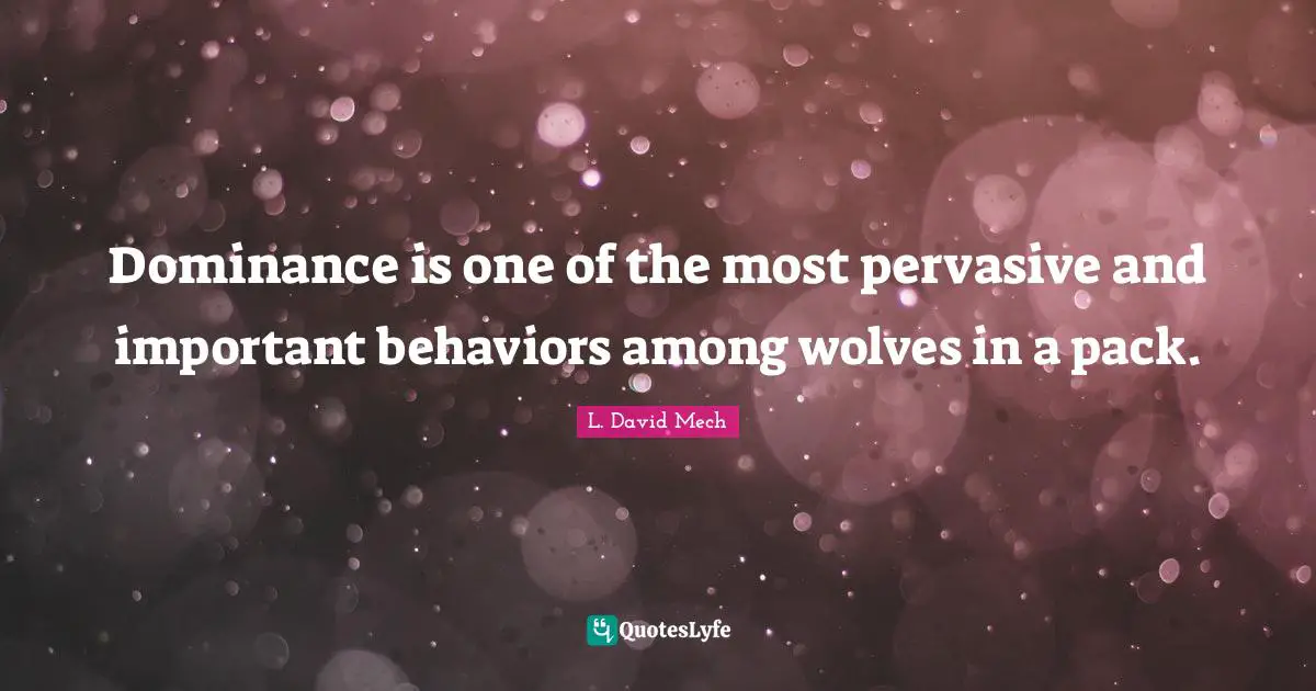 Dominance is one of the most pervasive and important behaviors among wolves in a pack.
