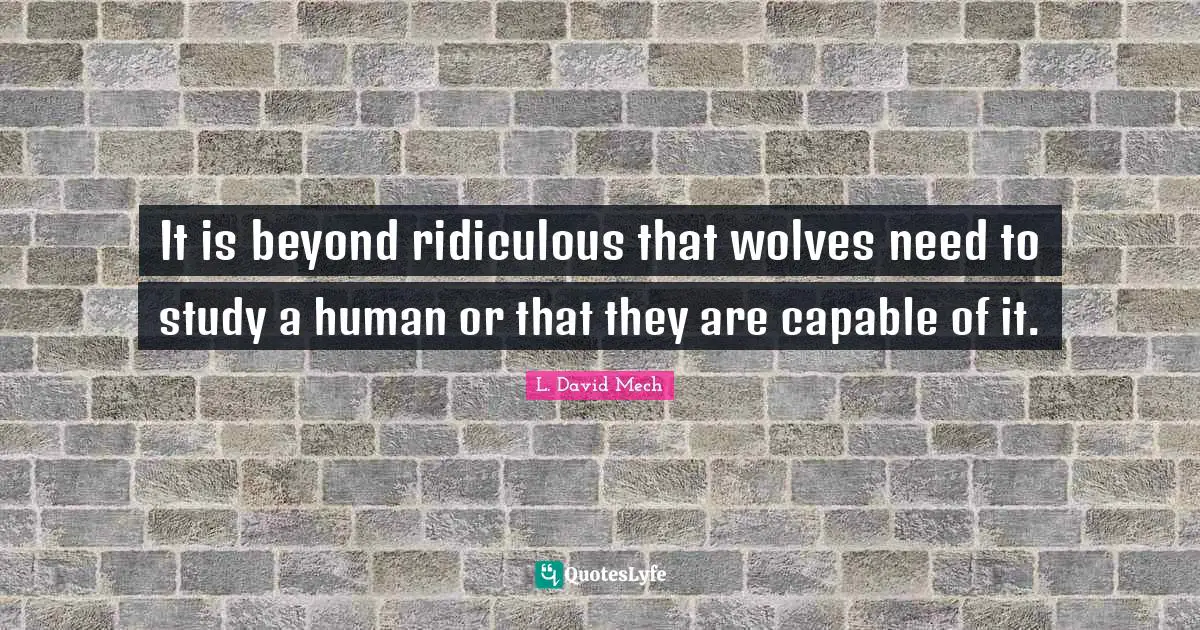 It is beyond ridiculous that wolves need to study a human or that they are capable of it.