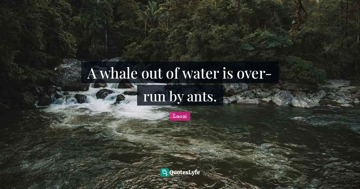 A whale out of water is over-run by ants.