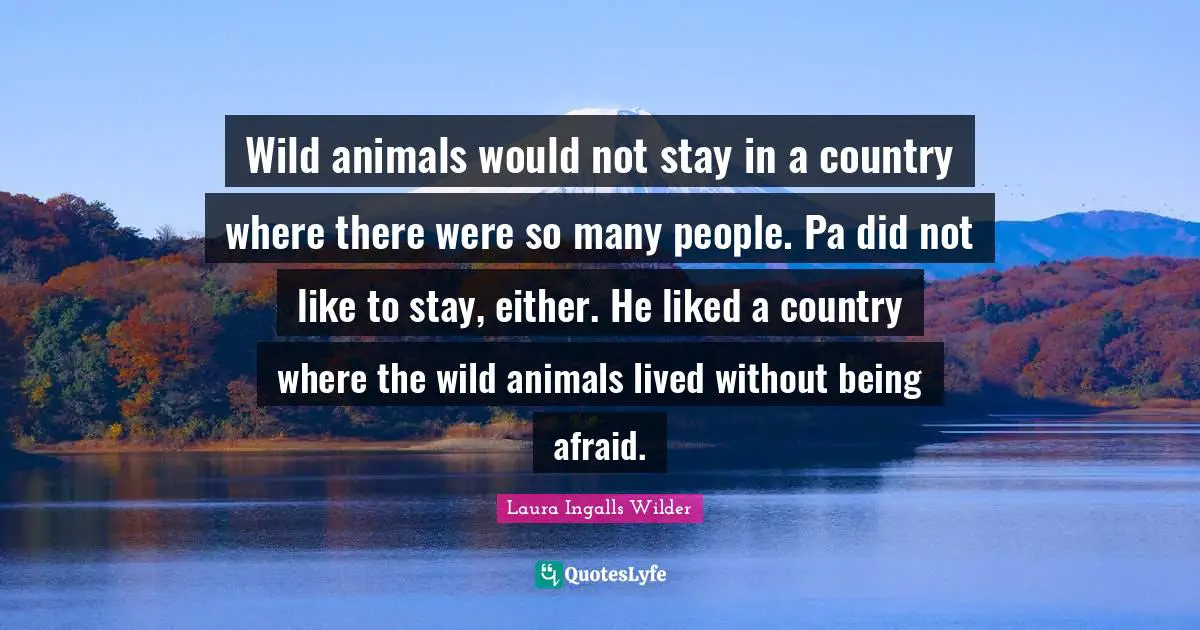 Being Afraid Quotes: "Wild animals would not stay in a country where there were so many people. Pa did not like to stay, either. He liked a country where the wild animals lived without being afraid."