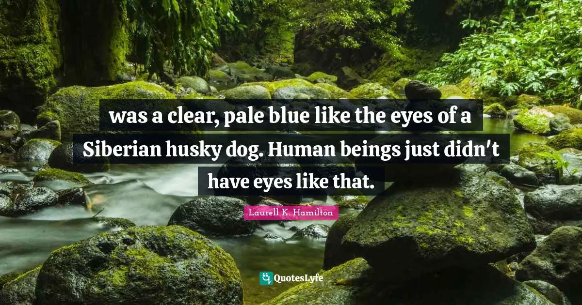 Laurell K. Hamilton Quotes: "was a clear, pale blue like the eyes of a Siberian husky dog. Human beings just didn't have eyes like that."