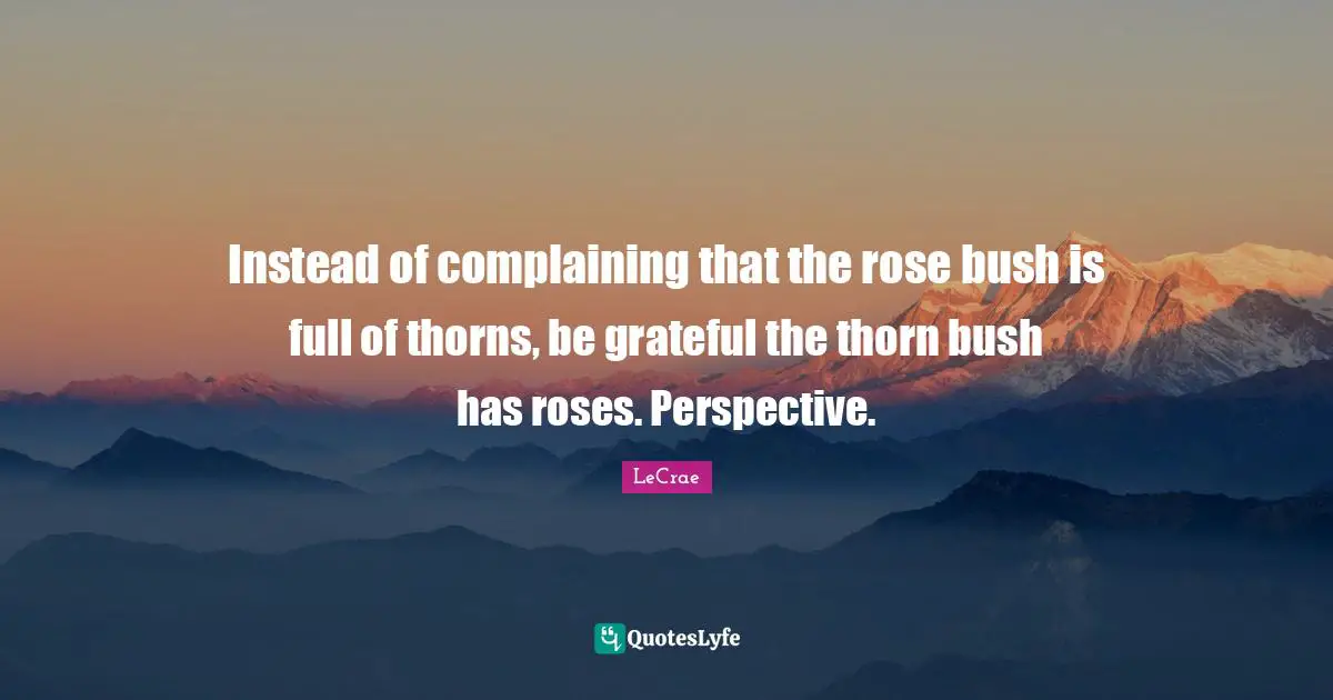 Rose Quotes: "Instead of complaining that the rose bush is full of thorns, be grateful the thorn bush has roses. Perspective."
