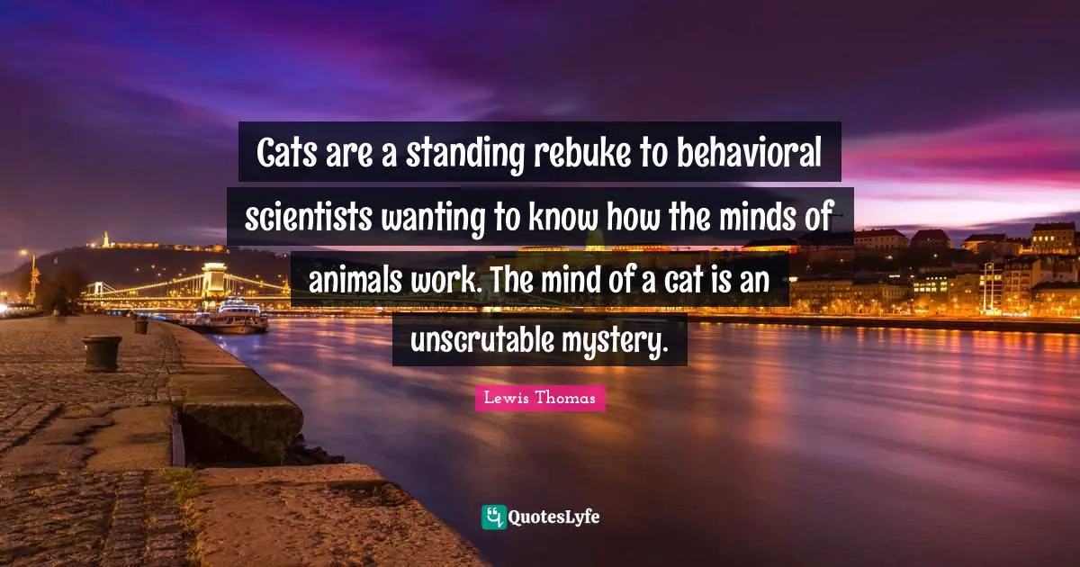 Cats are a standing rebuke to behavioral scientists wanting to know how the minds of animals work. The mind of a cat is an unscrutable mystery.