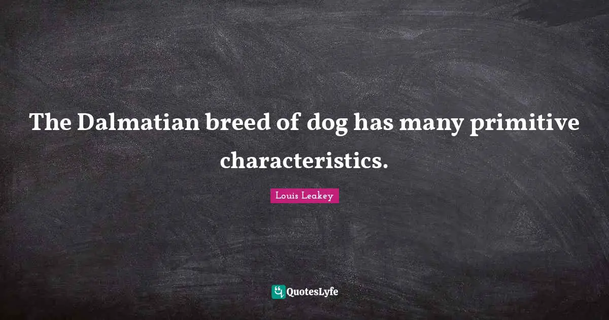 The Dalmatian breed of dog has many primitive characteristics.