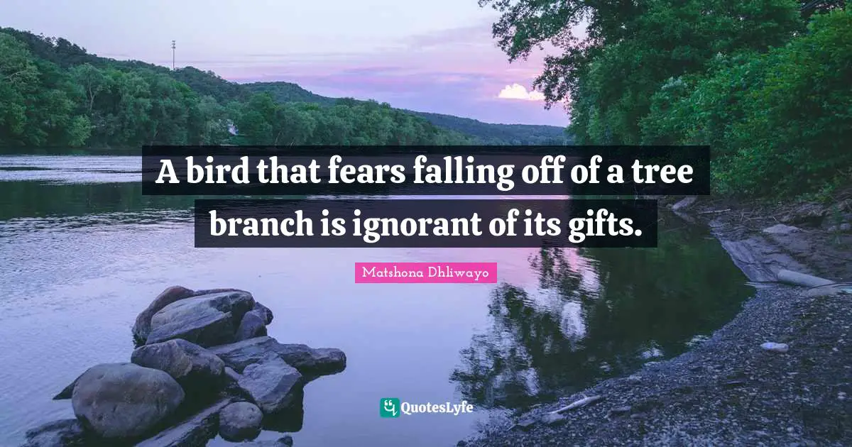 Matshona Dhliwayo Quotes: A bird that fears falling off of a tree branch is ignorant of its gifts.