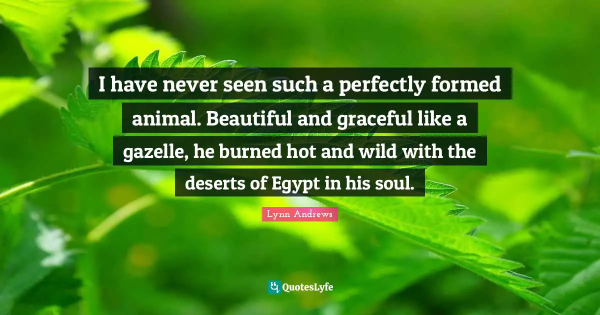 I have never seen such a perfectly formed animal. Beautiful and graceful like a gazelle, he burned hot and wild with the deserts of Egypt in his soul.