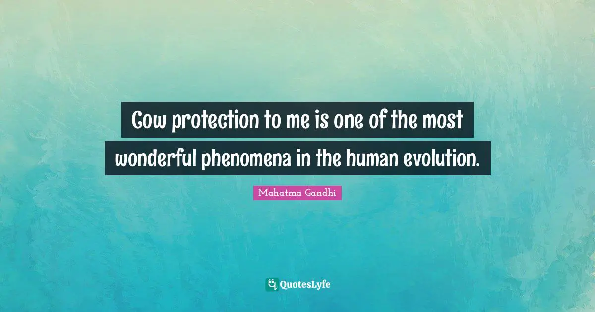 Cow protection to me is one of the most wonderful phenomena in the human evolution.