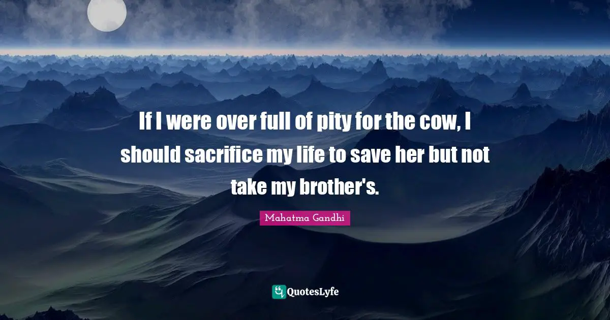 If I were over full of pity for the cow, I should sacrifice my life to save her but not take my brother's.