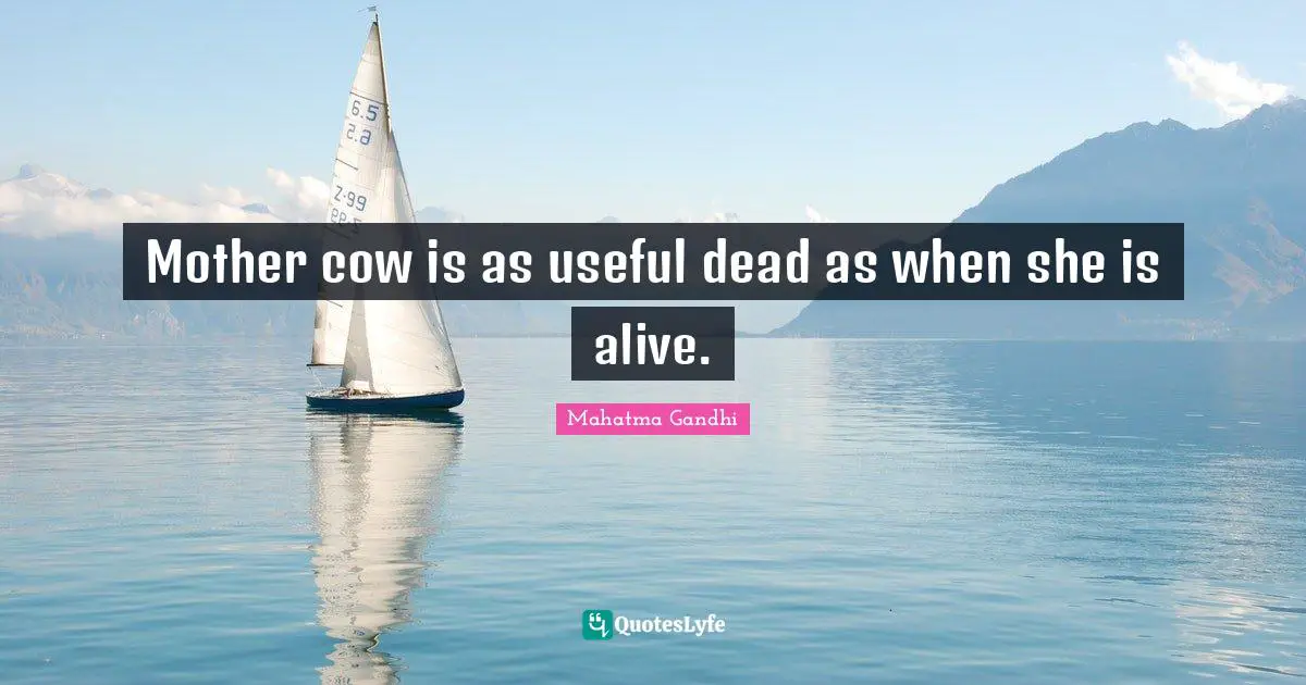 Mother cow is as useful dead as when she is alive.