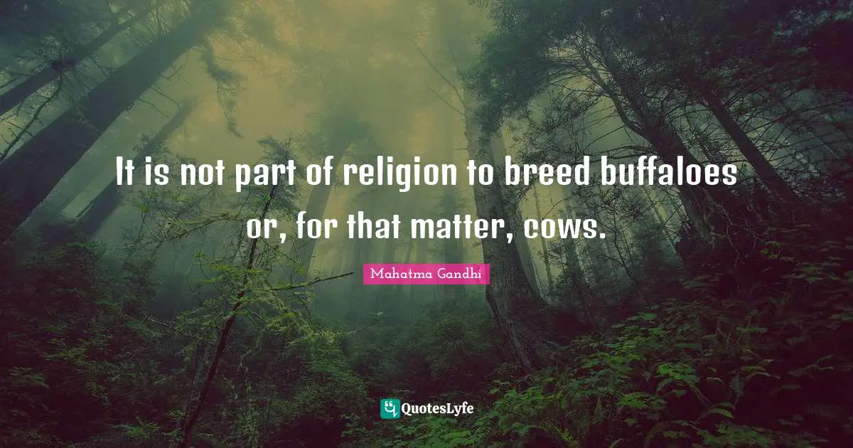 It is not part of religion to breed buffaloes or, for that matter, cows.