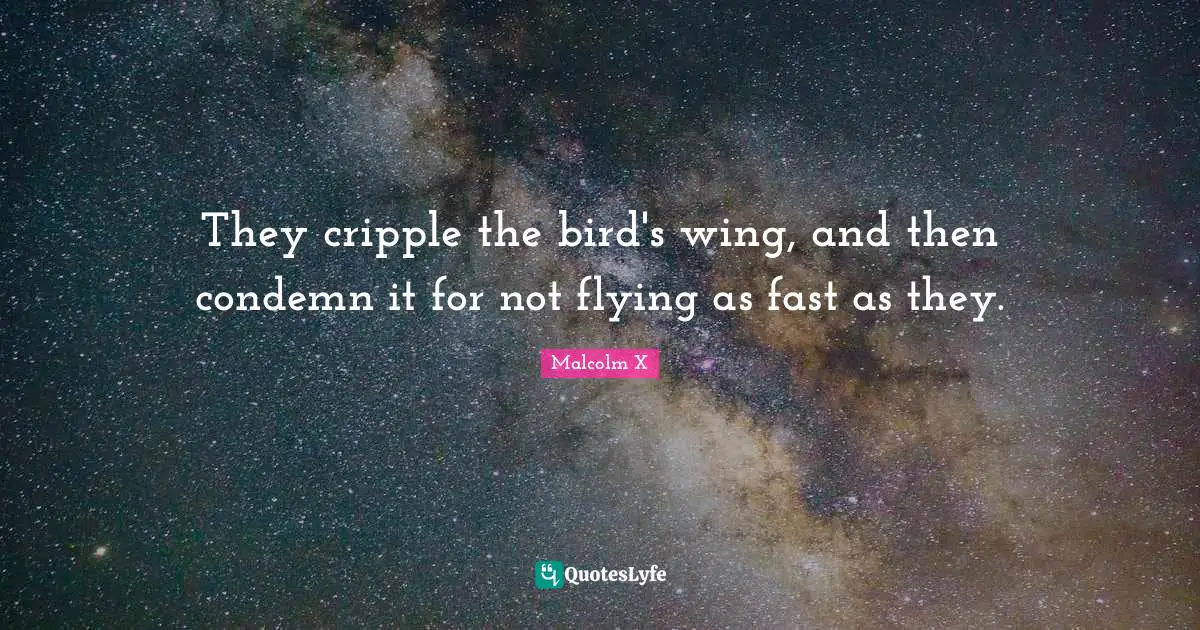 Flying Quotes: "They cripple the bird's wing, and then condemn it for not flying as fast as they."