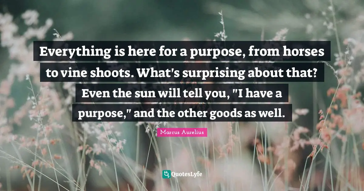 Everything is here for a purpose, from horses to vine shoots. What's surprising about that? Even the sun will tell you, "I have a purpose," and the other goods as well.