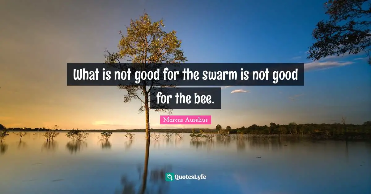 What is not good for the swarm is not good for the bee.