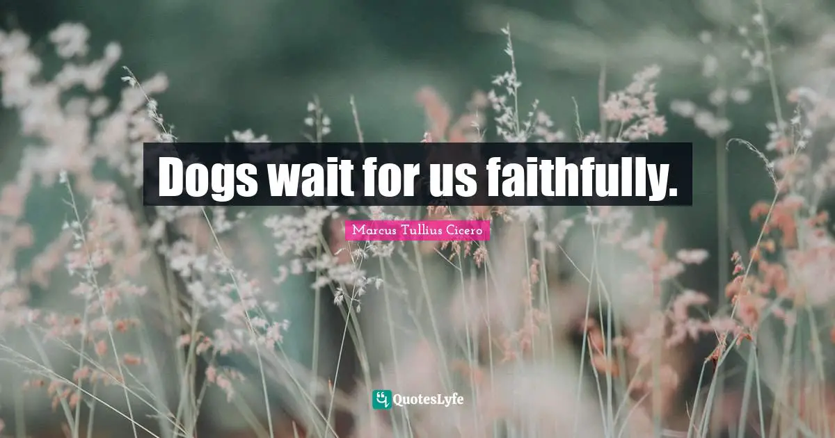 Dogs wait for us faithfully.