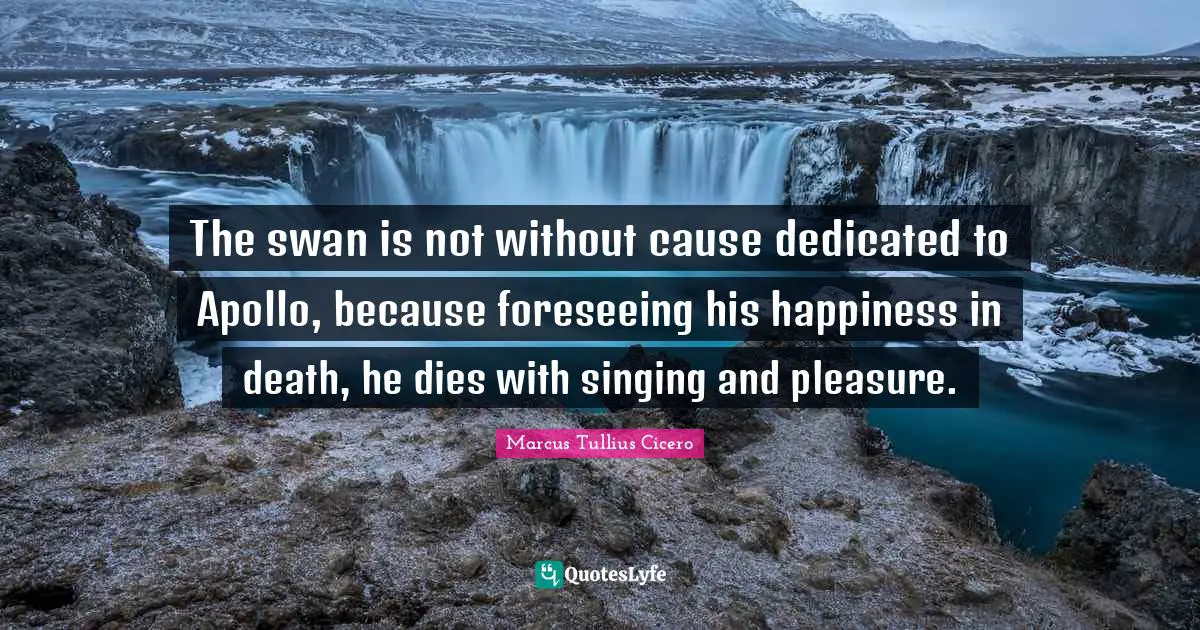 Swans Quotes: "The swan is not without cause dedicated to Apollo, because foreseeing his happiness in death, he dies with singing and pleasure."