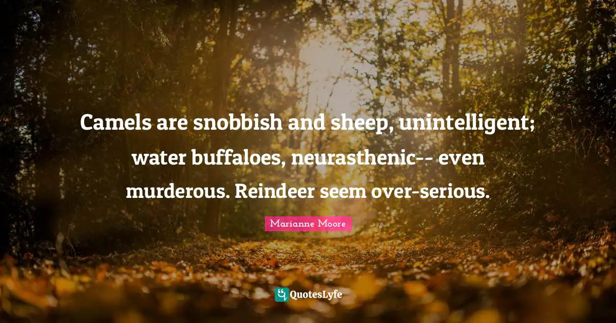 Camels Quotes: "Camels are snobbish and sheep, unintelligent; water buffaloes, neurasthenic-- even murderous. Reindeer seem over-serious."