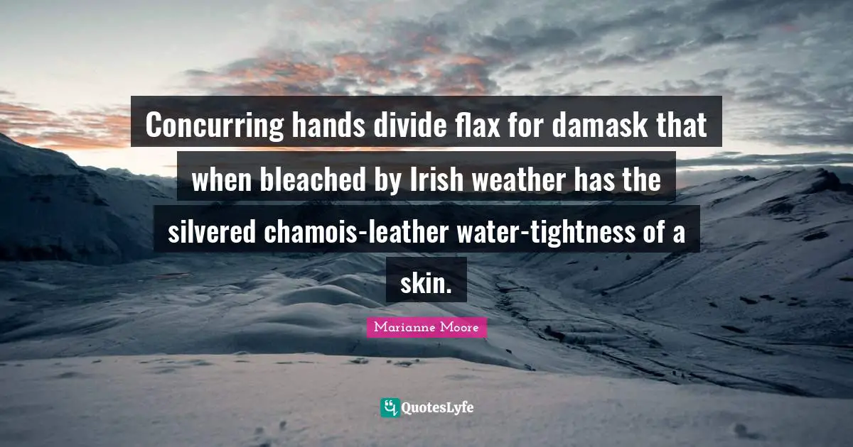 Concurring hands divide flax for damask that when bleached by Irish weather has the silvered chamois-leather water-tightness of a skin.