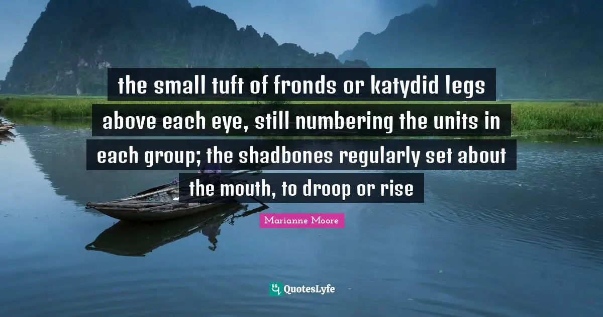 the small tuft of fronds or katydid legs above each eye, still numbering the units in each group; the shadbones regularly set about the mouth, to droop or rise