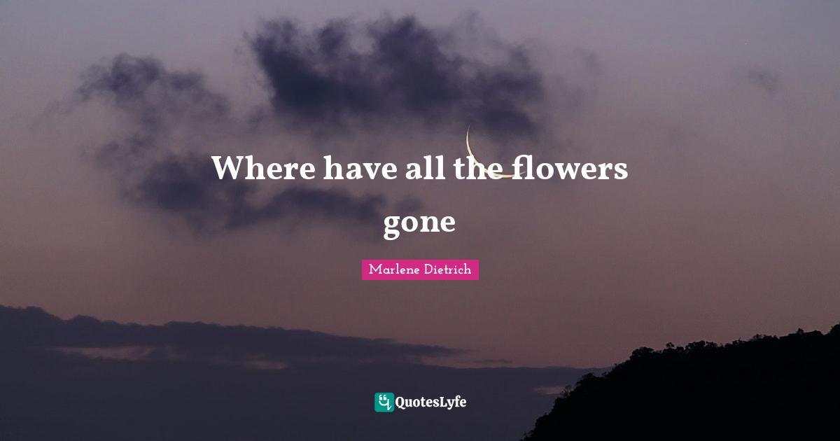 Where have all the flowers gone