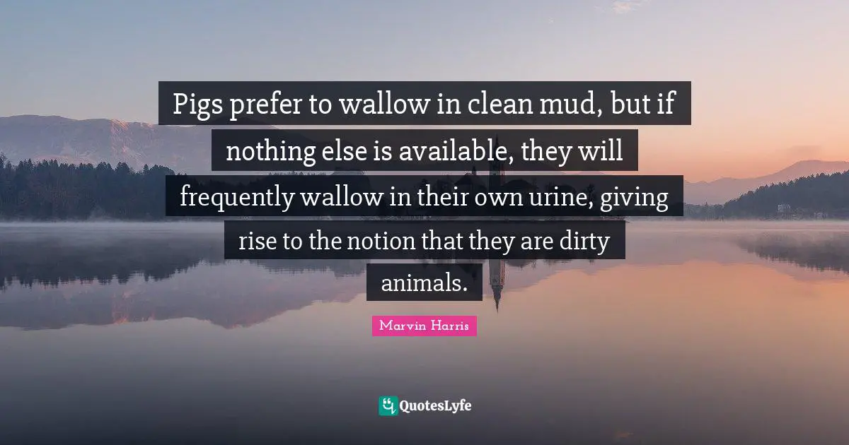 Pigs prefer to wallow in clean mud, but if nothing else is available, they will frequently wallow in their own urine, giving rise to the notion that they are dirty animals.