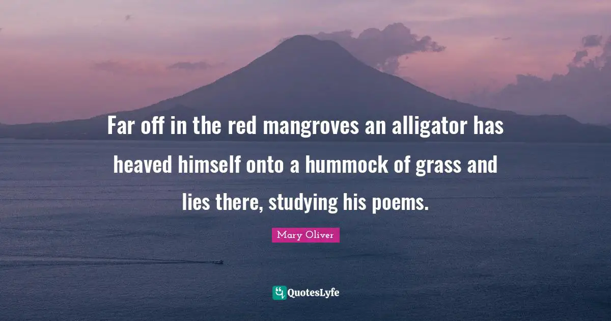 Far off in the red mangroves an alligator has heaved himself onto a hummock of grass and lies there, studying his poems.
