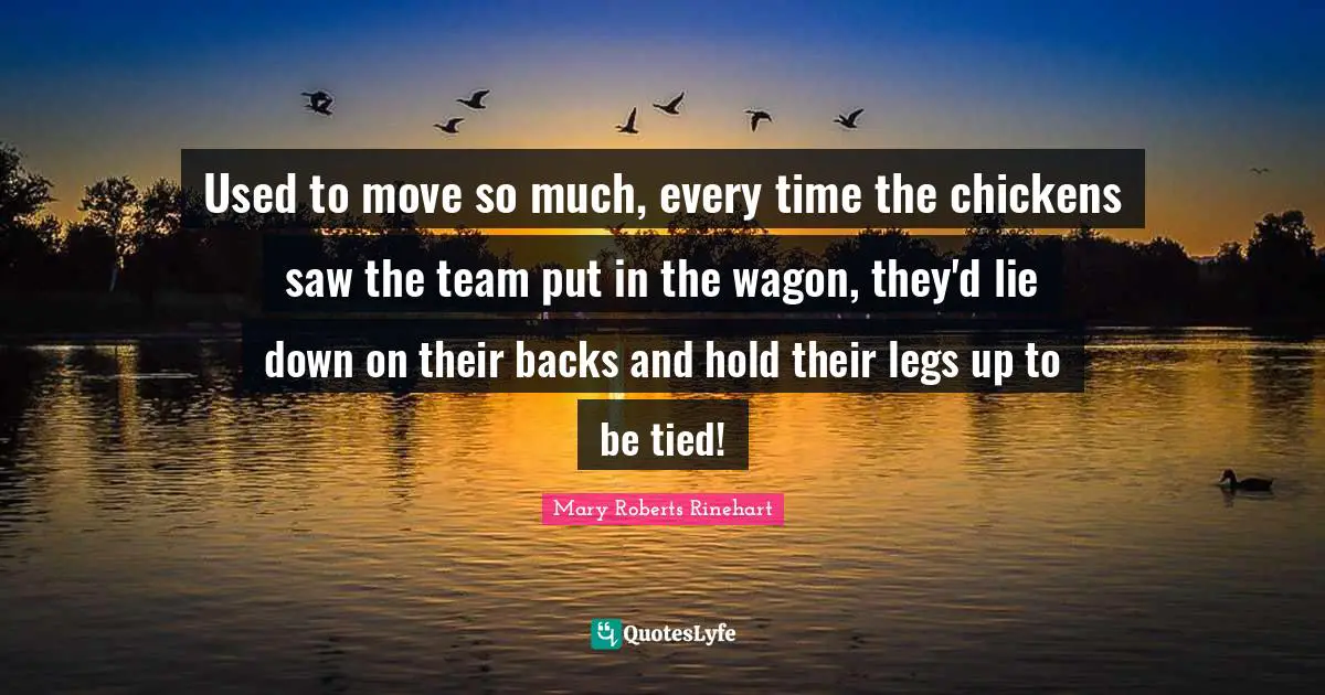 Used to move so much, every time the chickens saw the team put in the wagon, they'd lie down on their backs and hold their legs up to be tied!