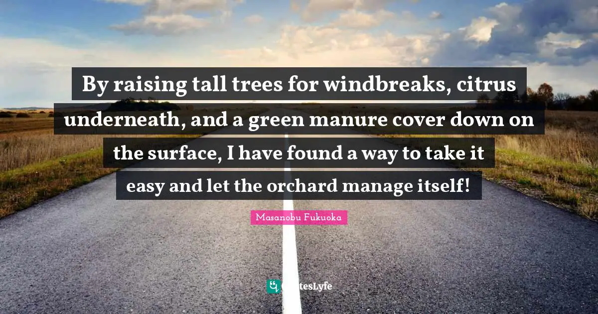 By raising tall trees for windbreaks, citrus underneath, and a green manure cover down on the surface, I have found a way to take it easy and let the orchard manage itself!