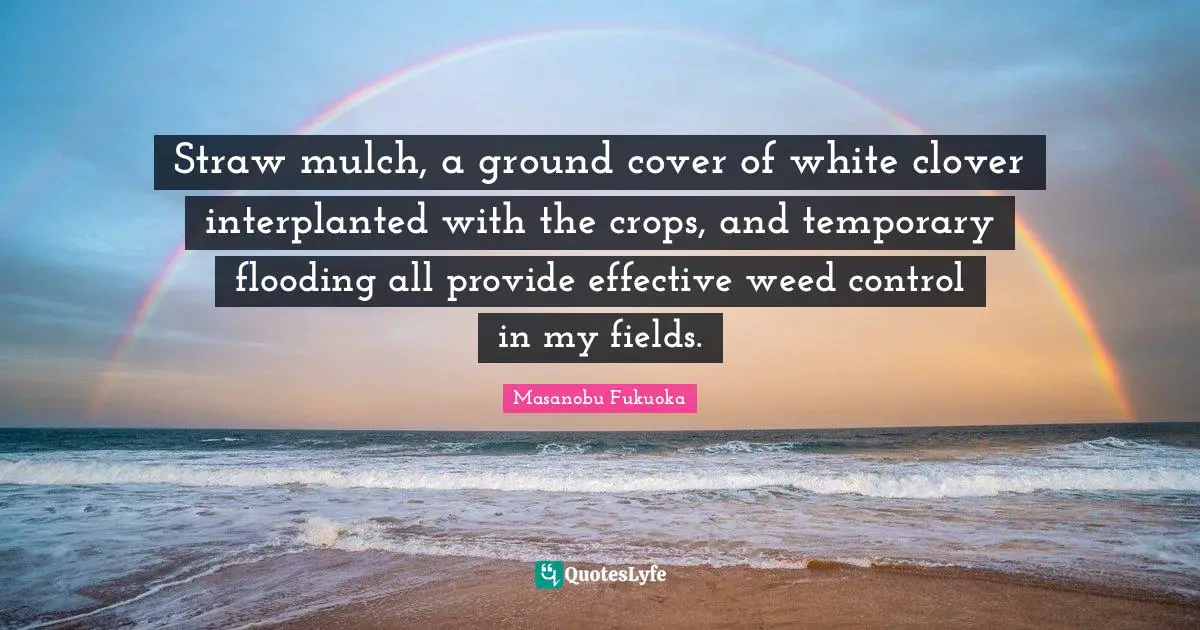 Crops Quotes: "Straw mulch, a ground cover of white clover interplanted with the crops, and temporary flooding all provide effective weed control in my fields."